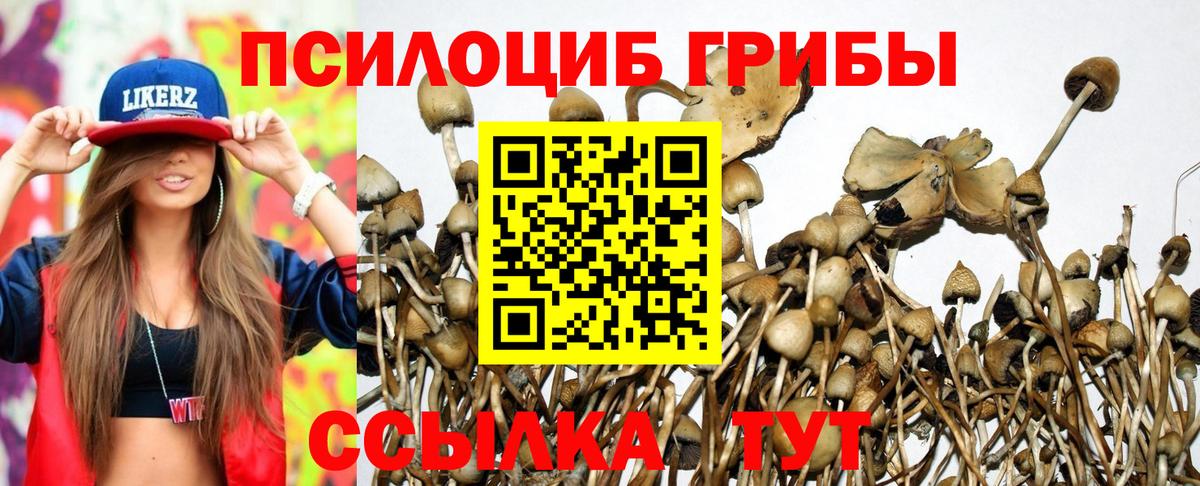 Псилоцибиновые грибы Cubensis Вятские Поляны